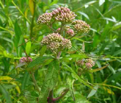 Imaxe da Eupatorium cannabinum 